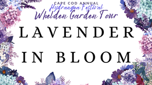 Garden Tour: Lavende